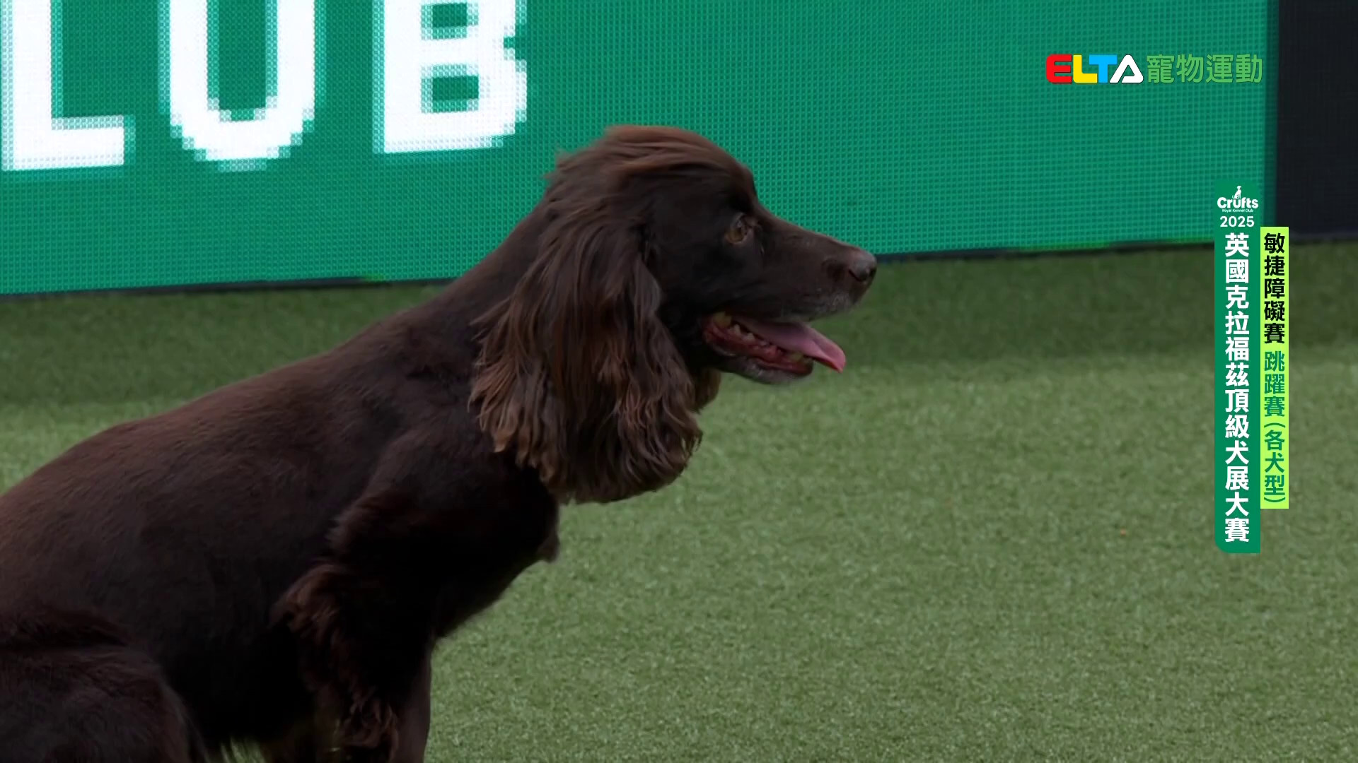 各犬型 跳躍賽｜2025 Crufts 敏捷障礙賽