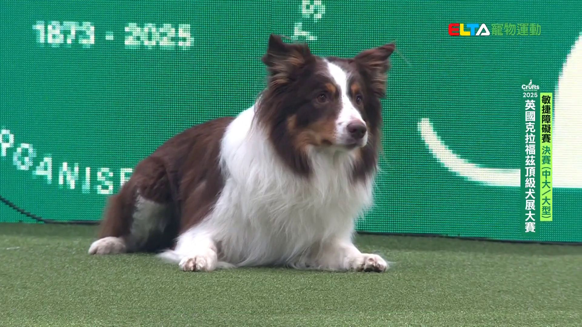 中大/大型犬組 決賽｜2025 Crufts 敏捷障礙賽