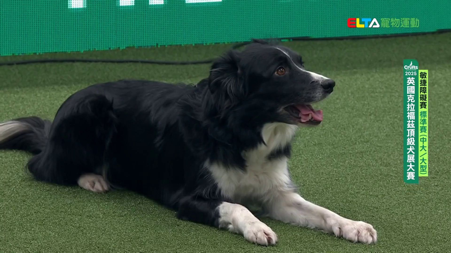 中大/大型犬組 標準賽｜2025 Crufts 敏捷障礙賽