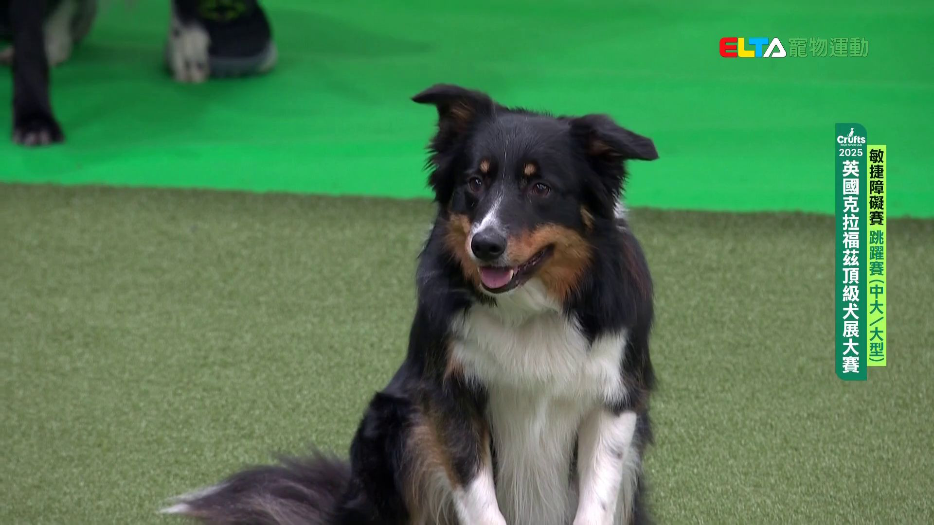 中大/大型犬組 跳躍賽｜2025 Crufts 敏捷障礙賽