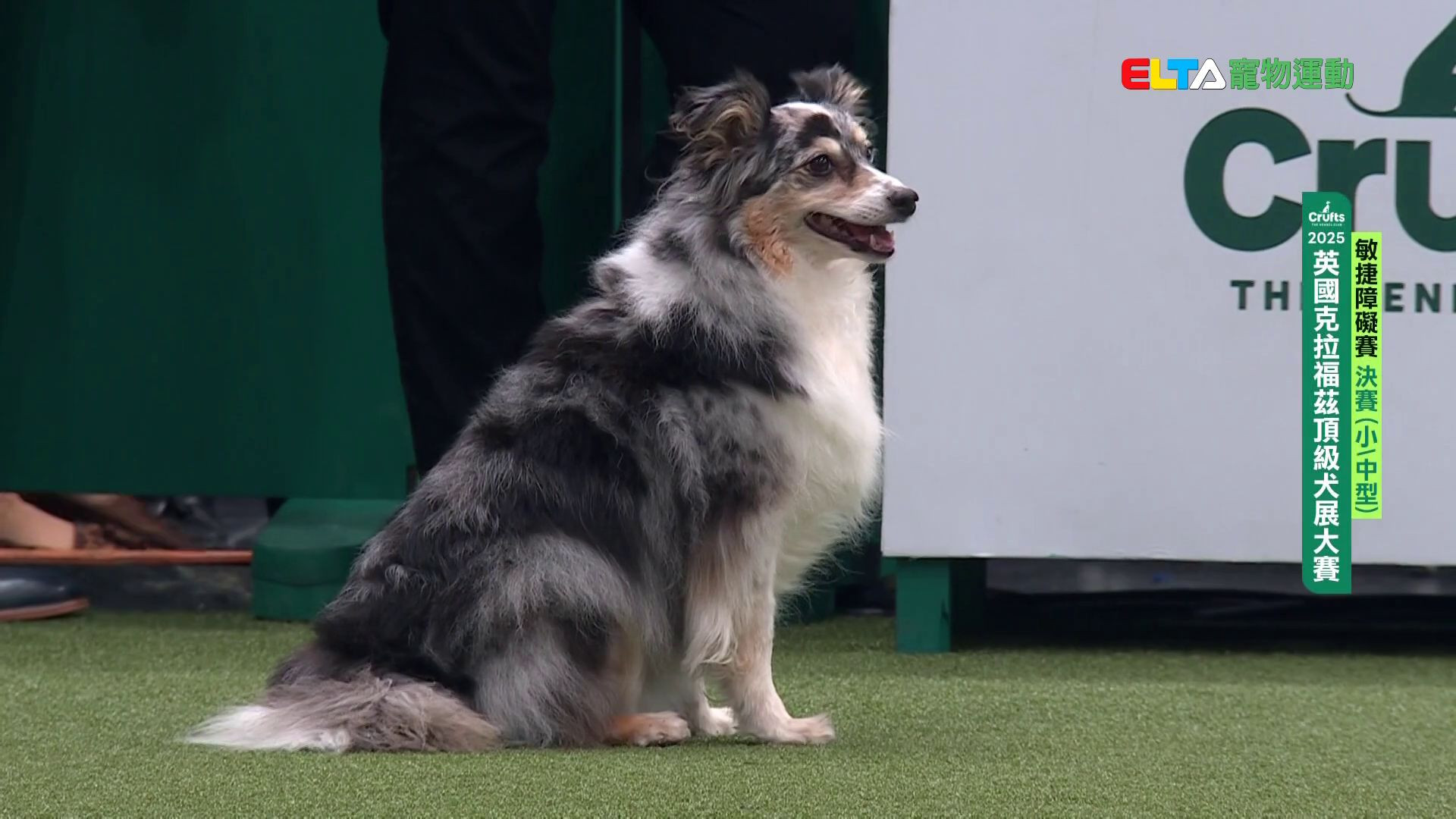 小/中型犬組 決賽｜2025 Crufts 敏捷障礙賽