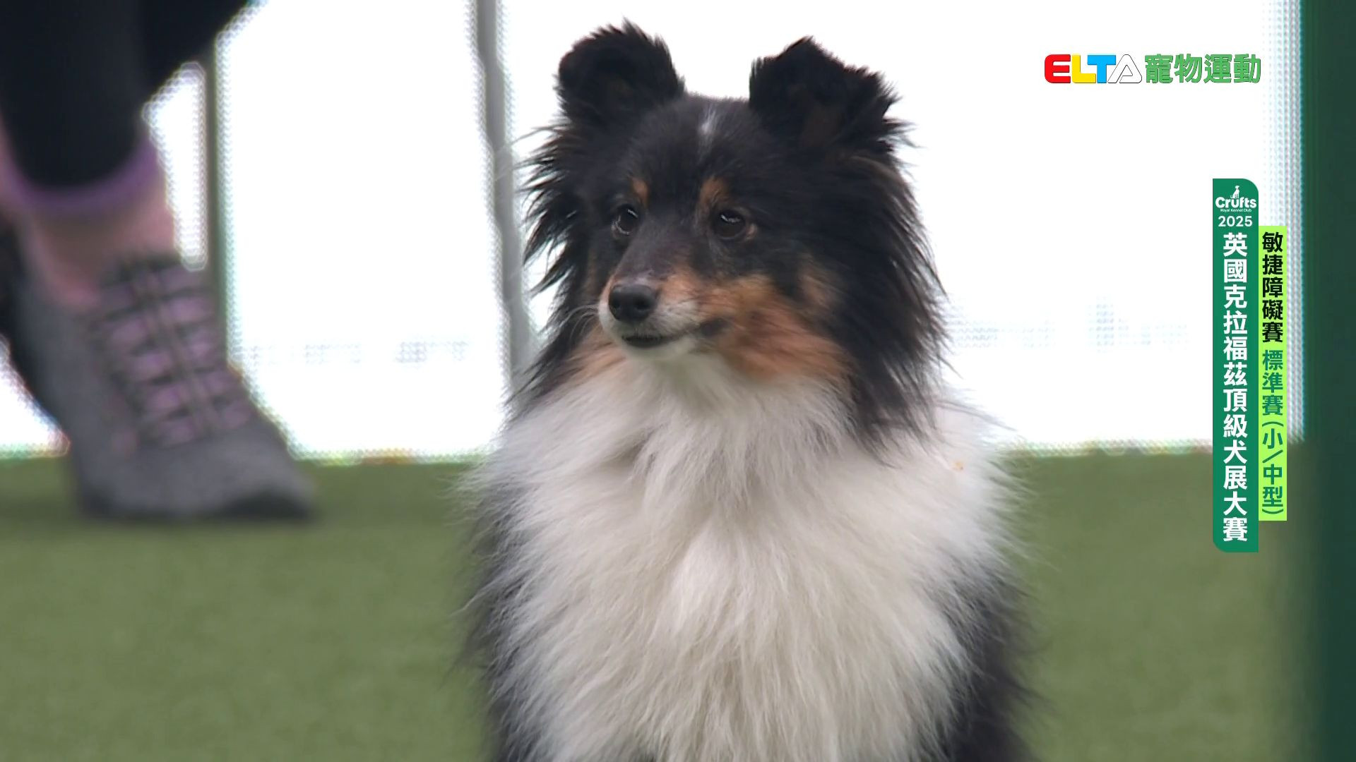 小/中型犬組 標準賽｜2025 Crufts 敏捷障礙賽