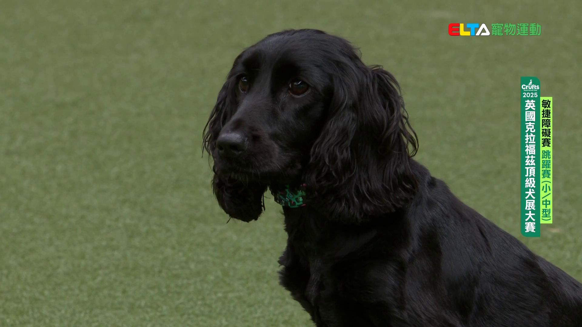 小/中型犬組 跳躍賽｜2025 Crufts 敏捷障礙賽