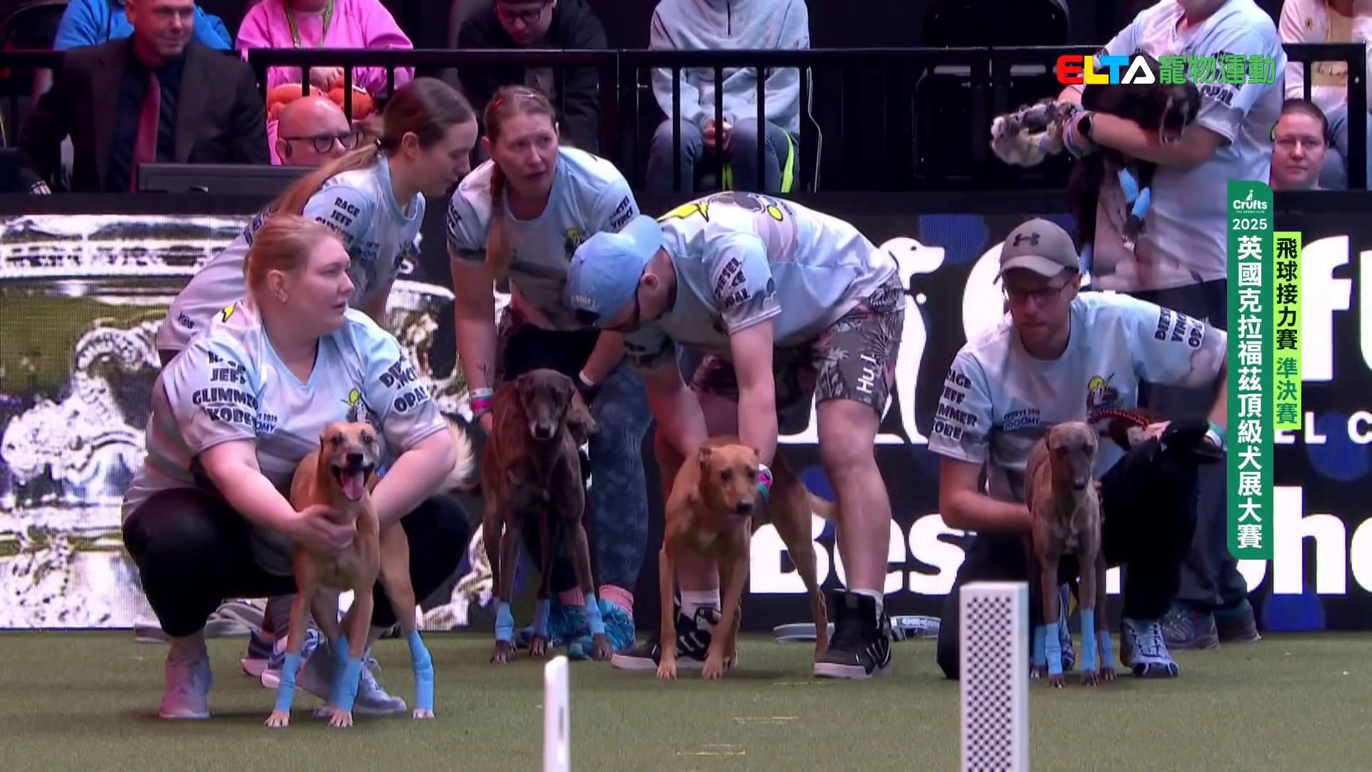 準決賽與決賽｜2025 Crufts 飛球接力賽