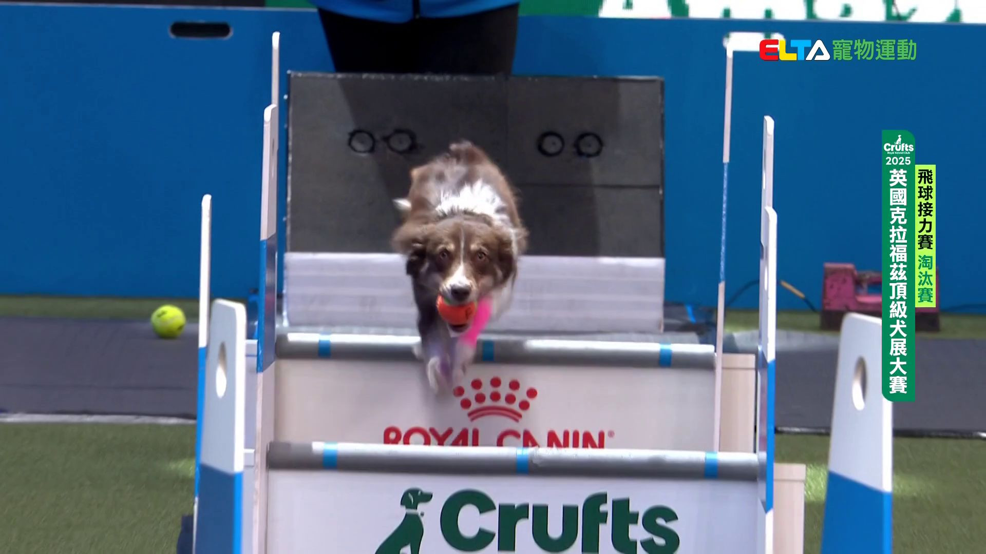 飛球淘汰賽_2｜2025 Crufts 飛球接力賽