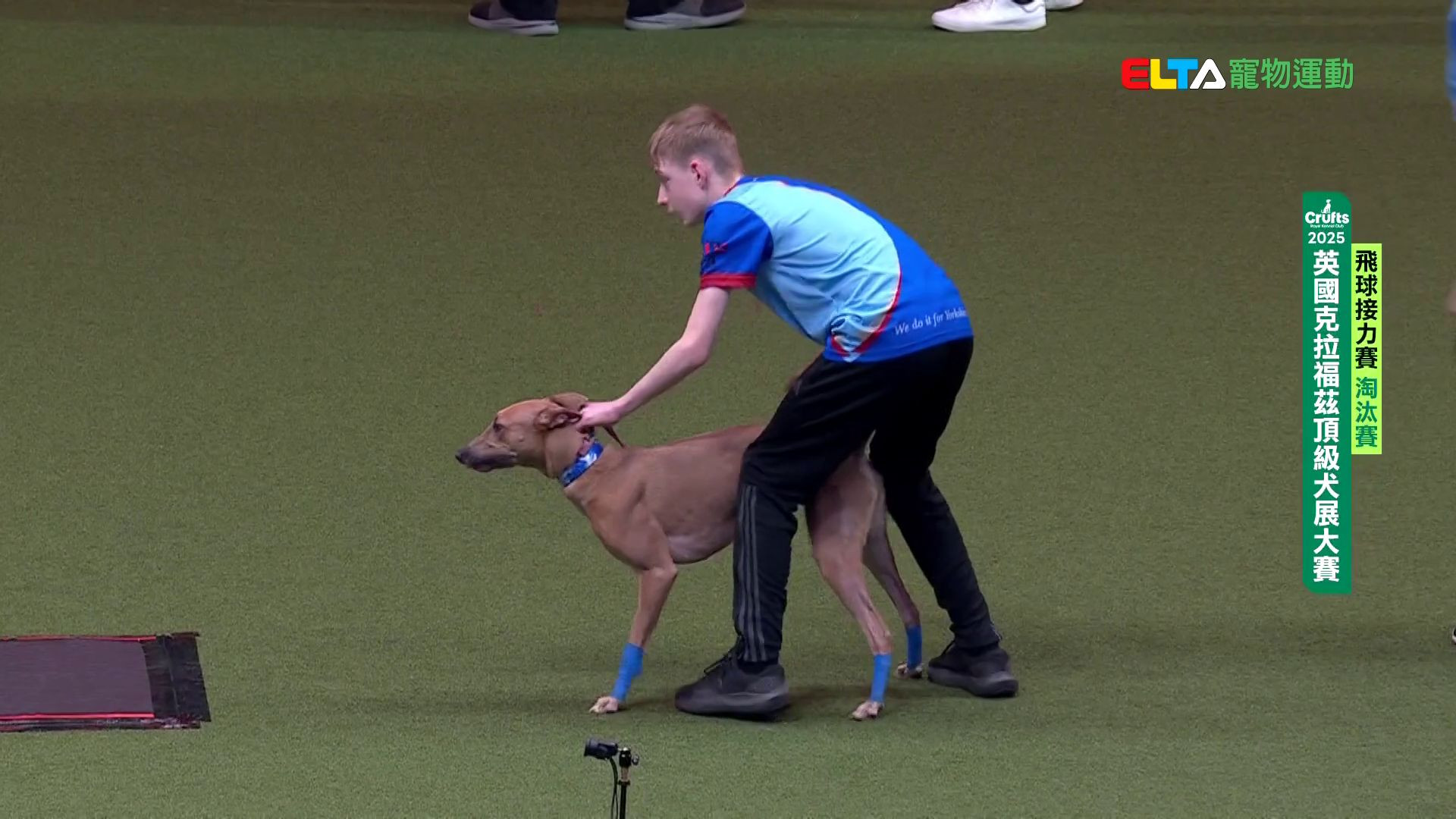 飛球淘汰賽_1｜2025 Crufts 飛球接力賽