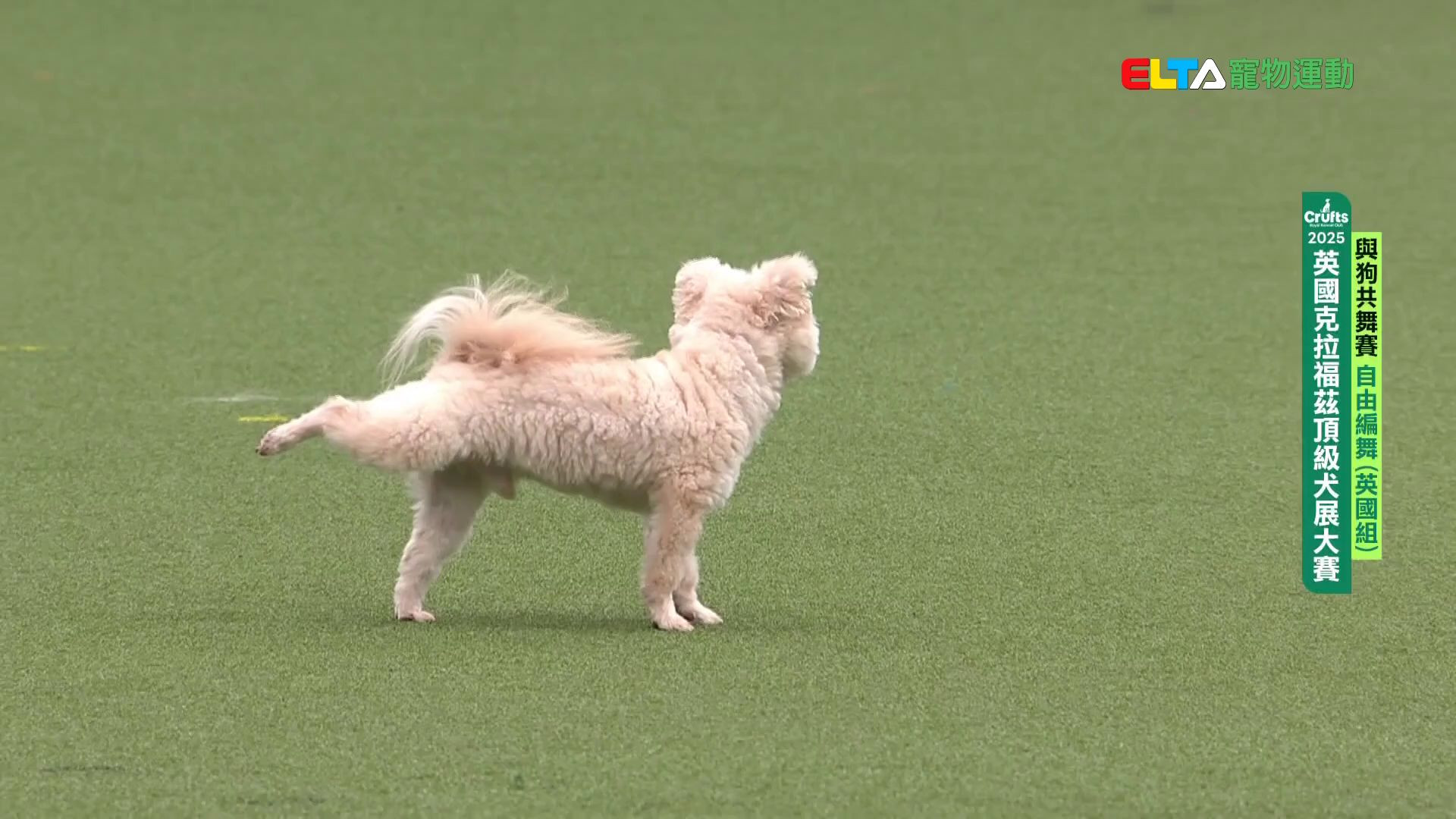 自由編舞 英國組｜2025 Crufts 與狗共舞賽
