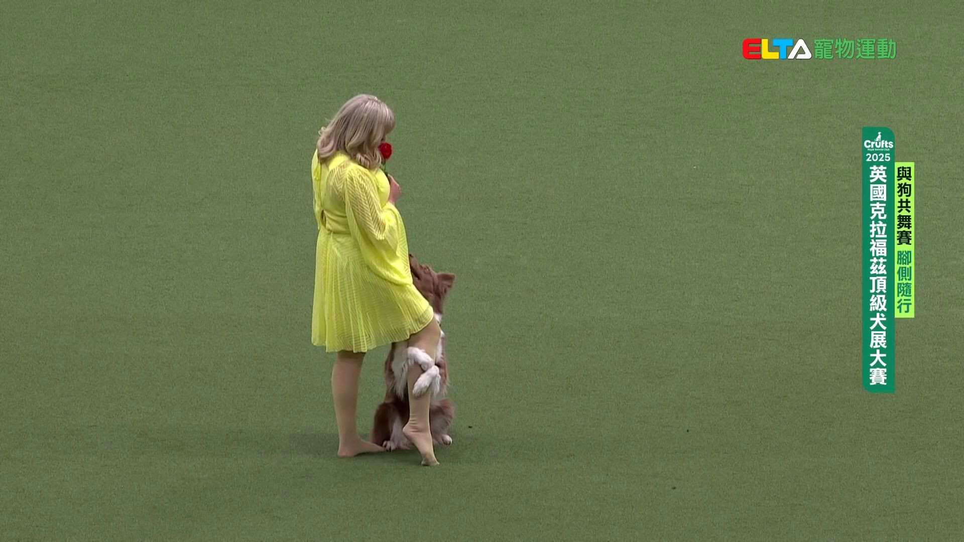 腳側隨行｜2025 Crufts 與狗共舞賽
