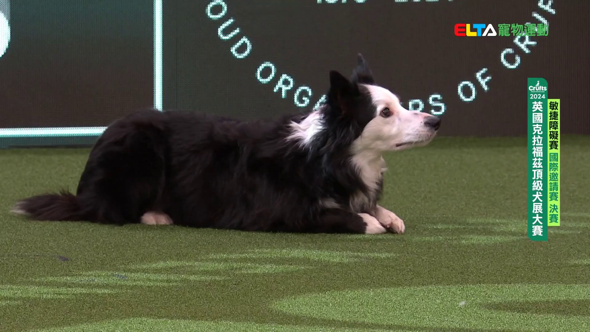 國際邀請賽 決賽｜2024 Crufts 敏捷障礙賽