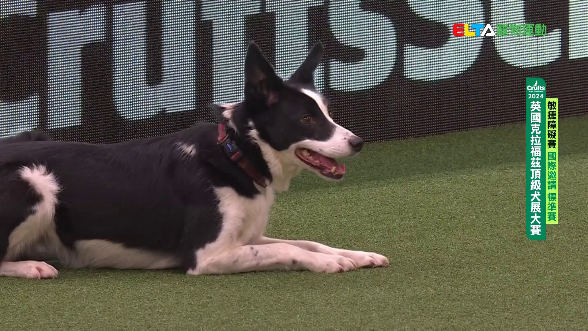 國際邀請 標準賽｜2024 Crufts 敏捷障礙賽