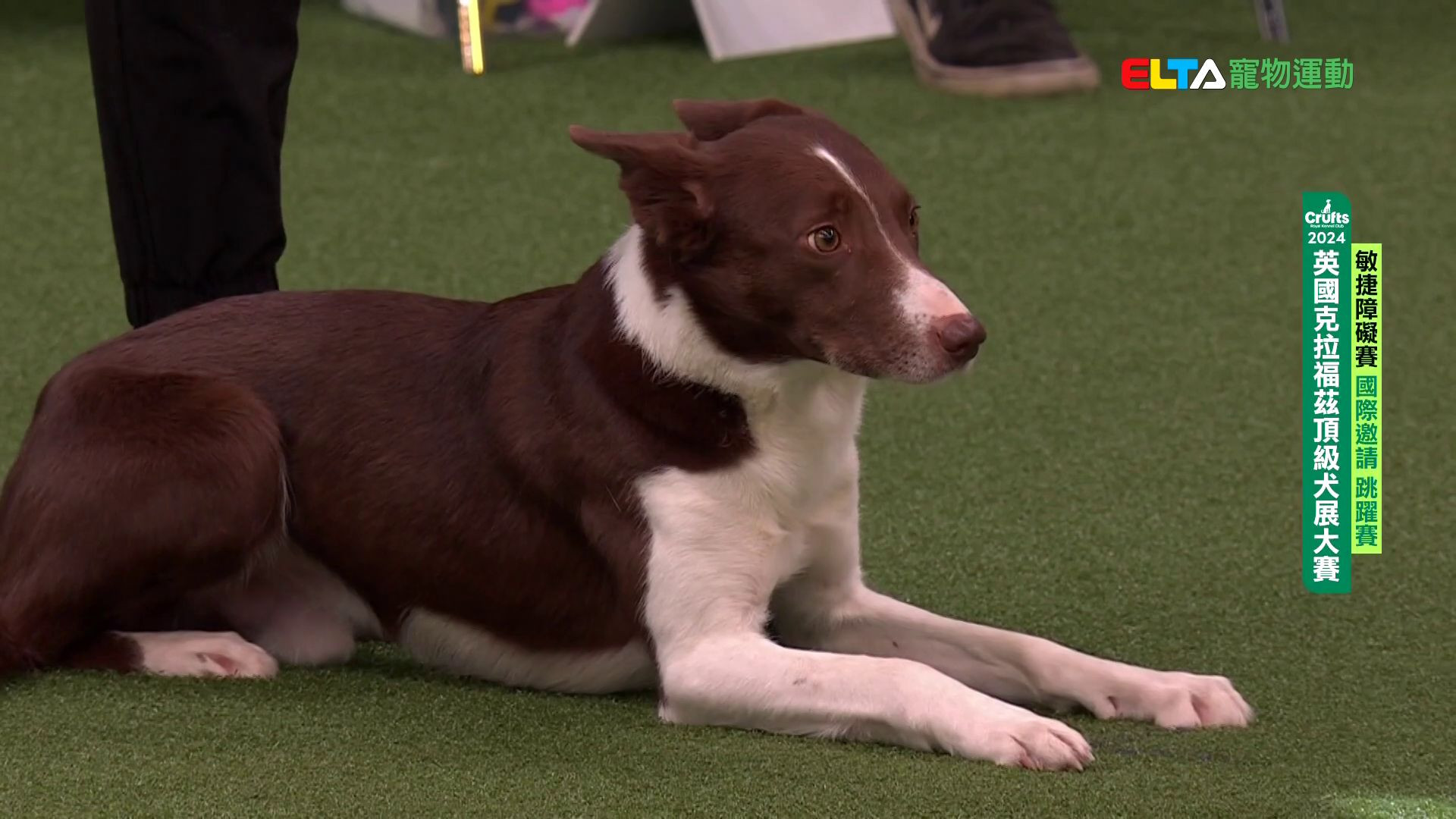 國際邀請 跳躍賽｜2024 Crufts 敏捷障礙賽