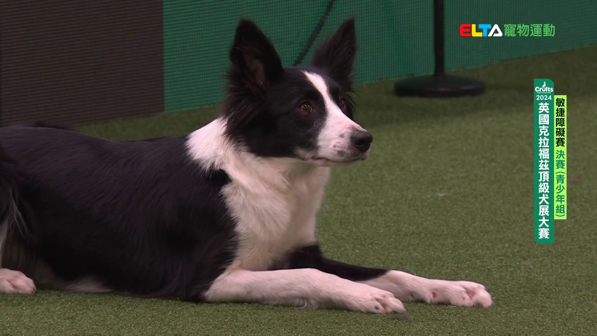 青少年組 決賽｜2024 Crufts 敏捷障礙賽