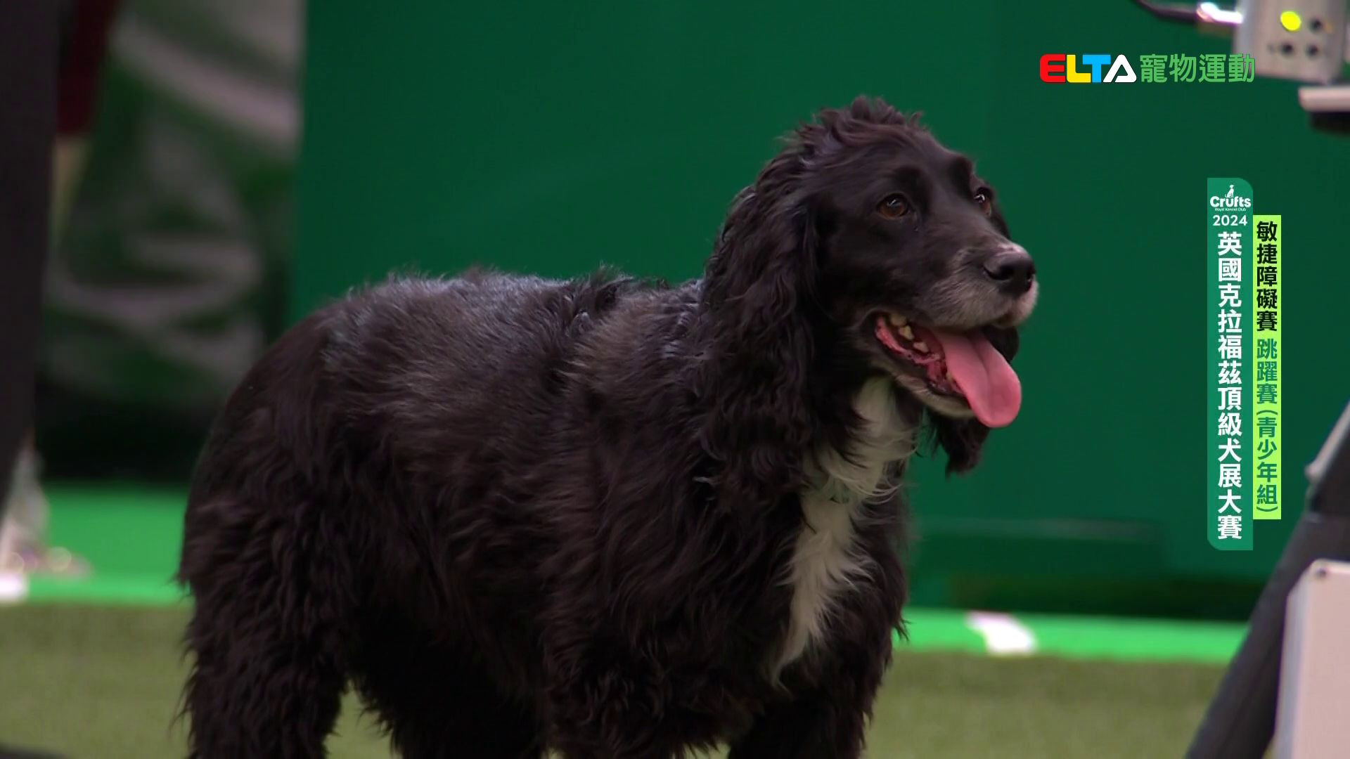 青少年組 跳躍賽｜2024 Crufts 敏捷障礙賽