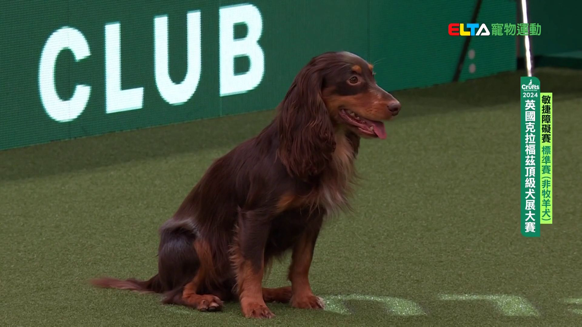 非牧羊犬組 標準賽｜2024 Crufts 敏捷障礙賽