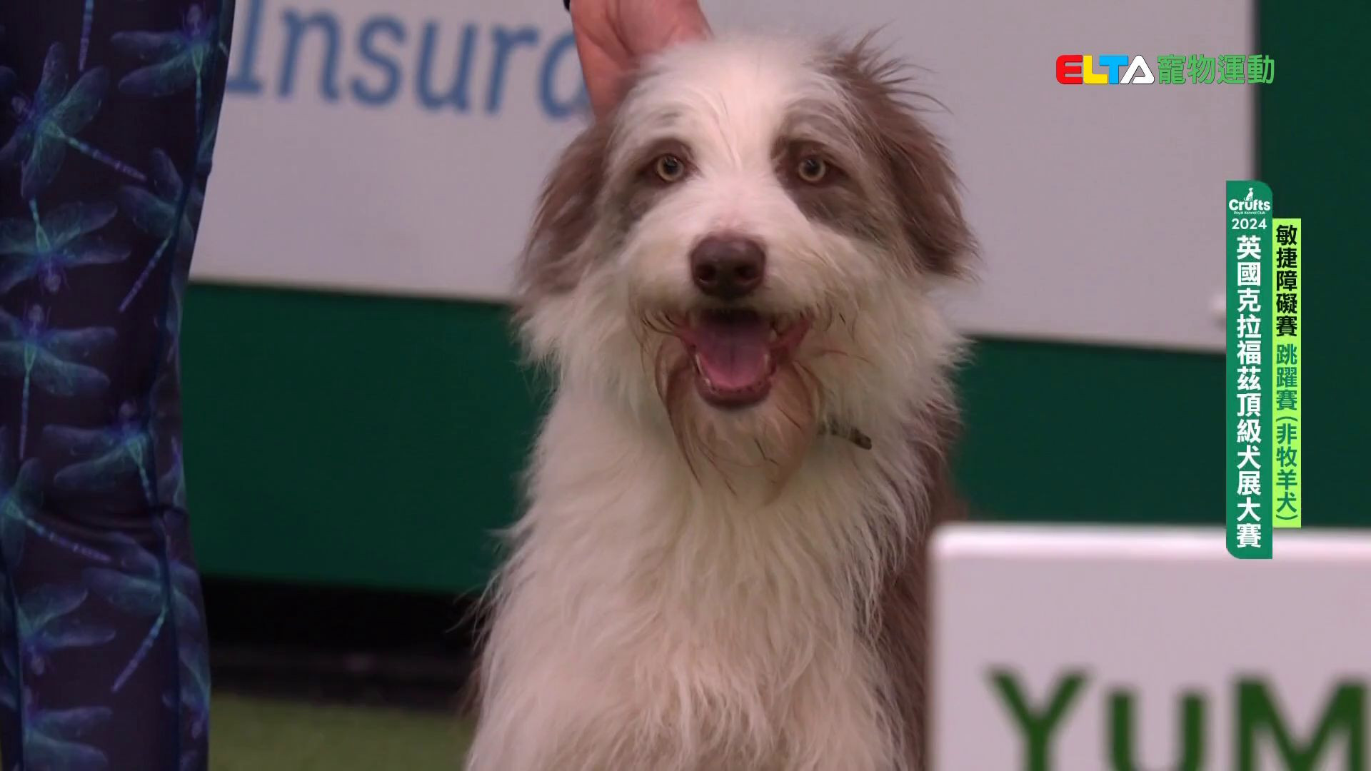 非牧羊犬組 跳躍賽｜2024 Crufts 敏捷障礙賽