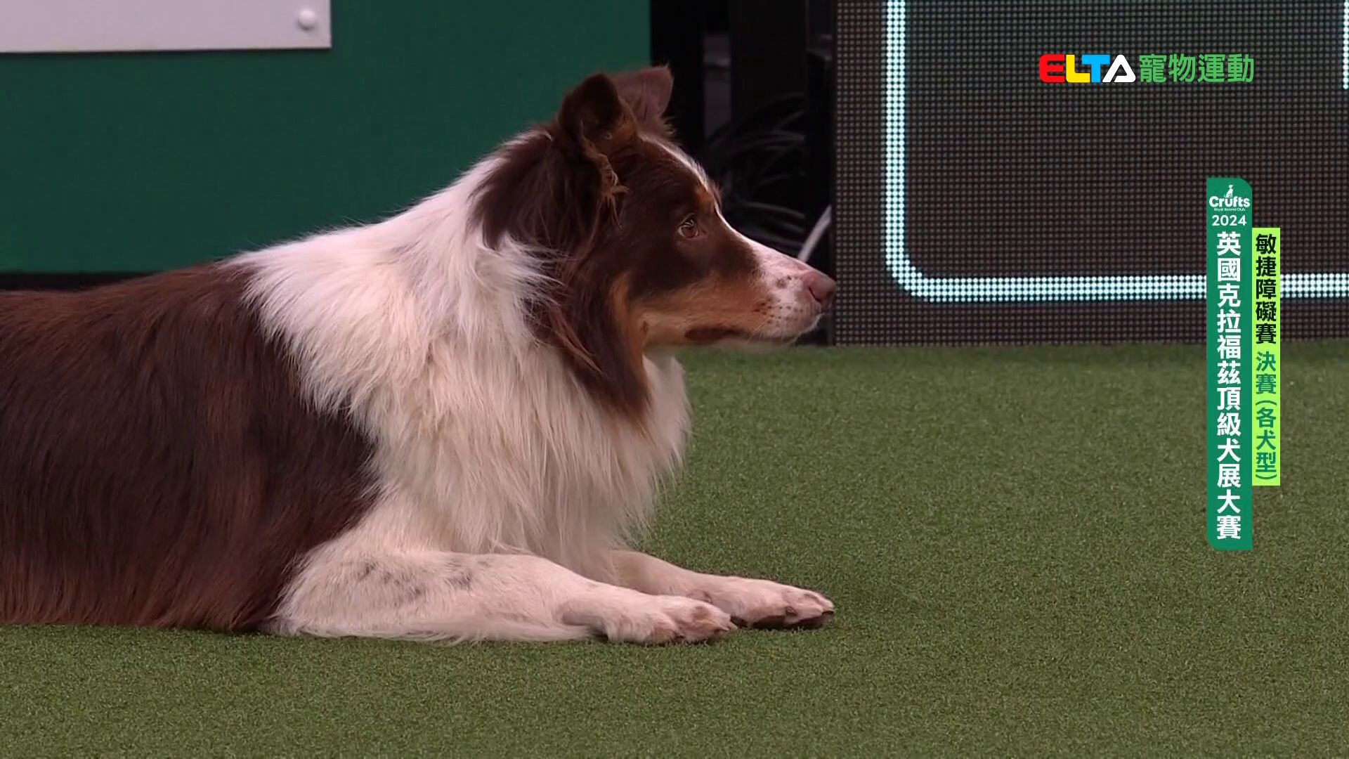 各犬型 決賽｜2024 Crufts 敏捷障礙賽