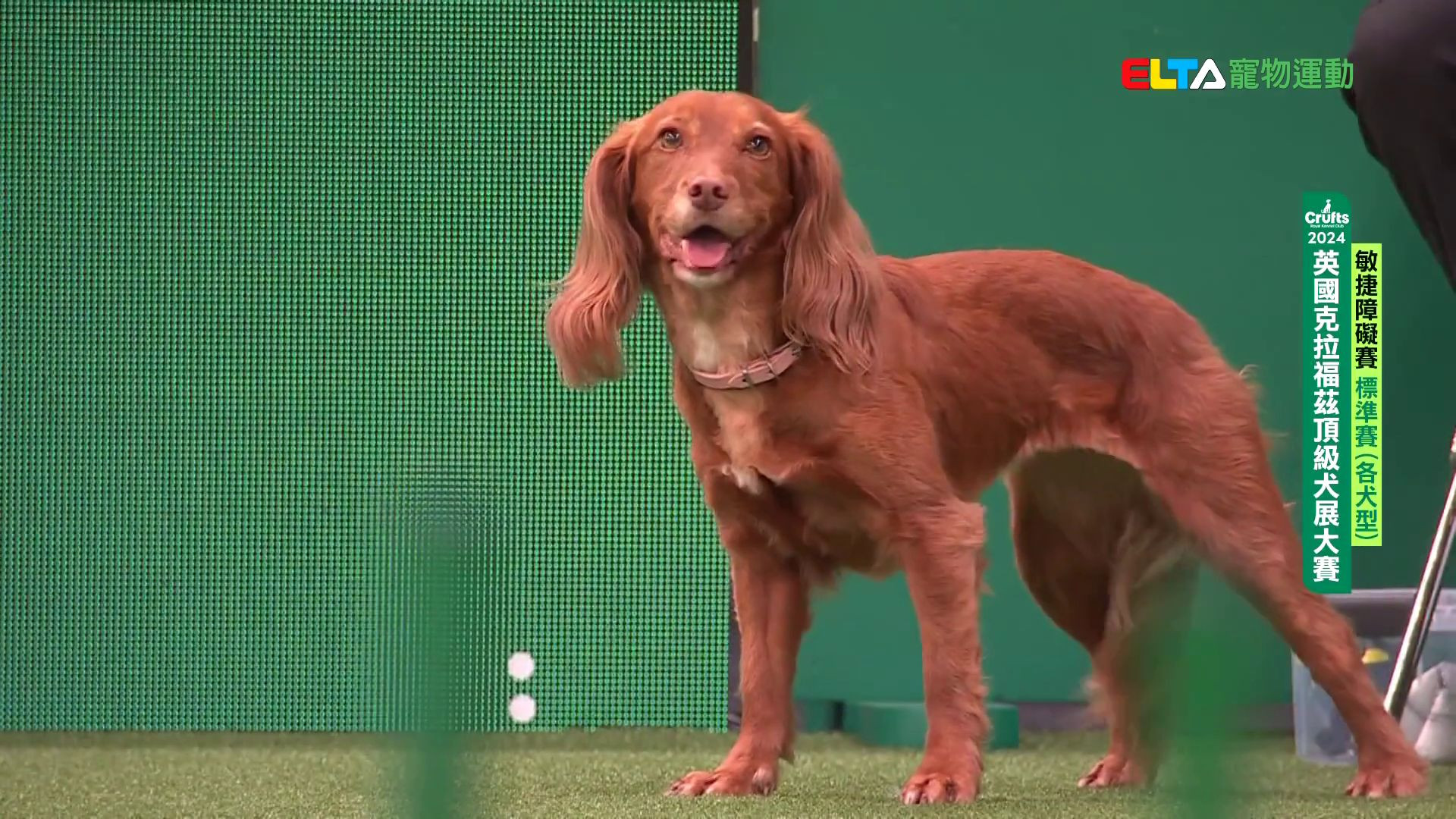 各犬型 標準賽｜2024 Crufts 敏捷障礙賽
