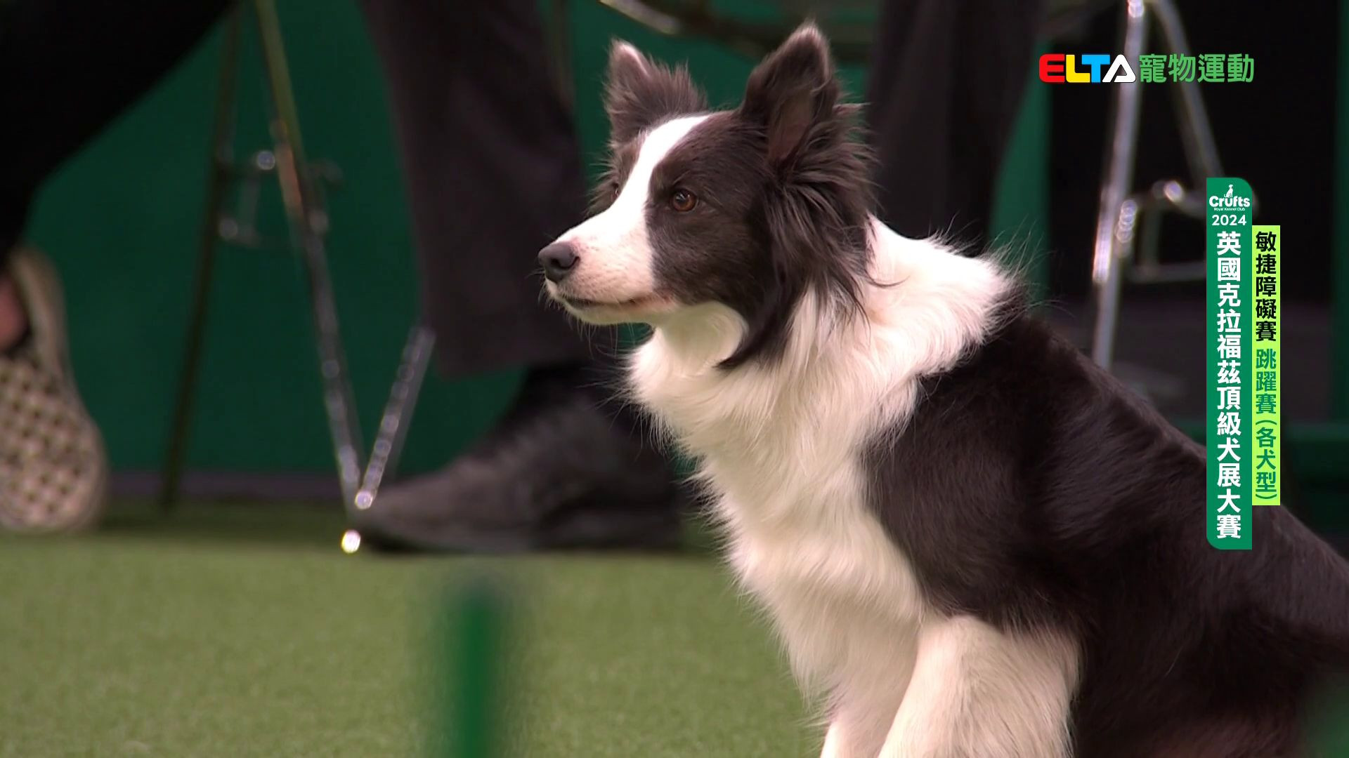 各犬型 跳躍賽｜2024 Crufts 敏捷障礙賽