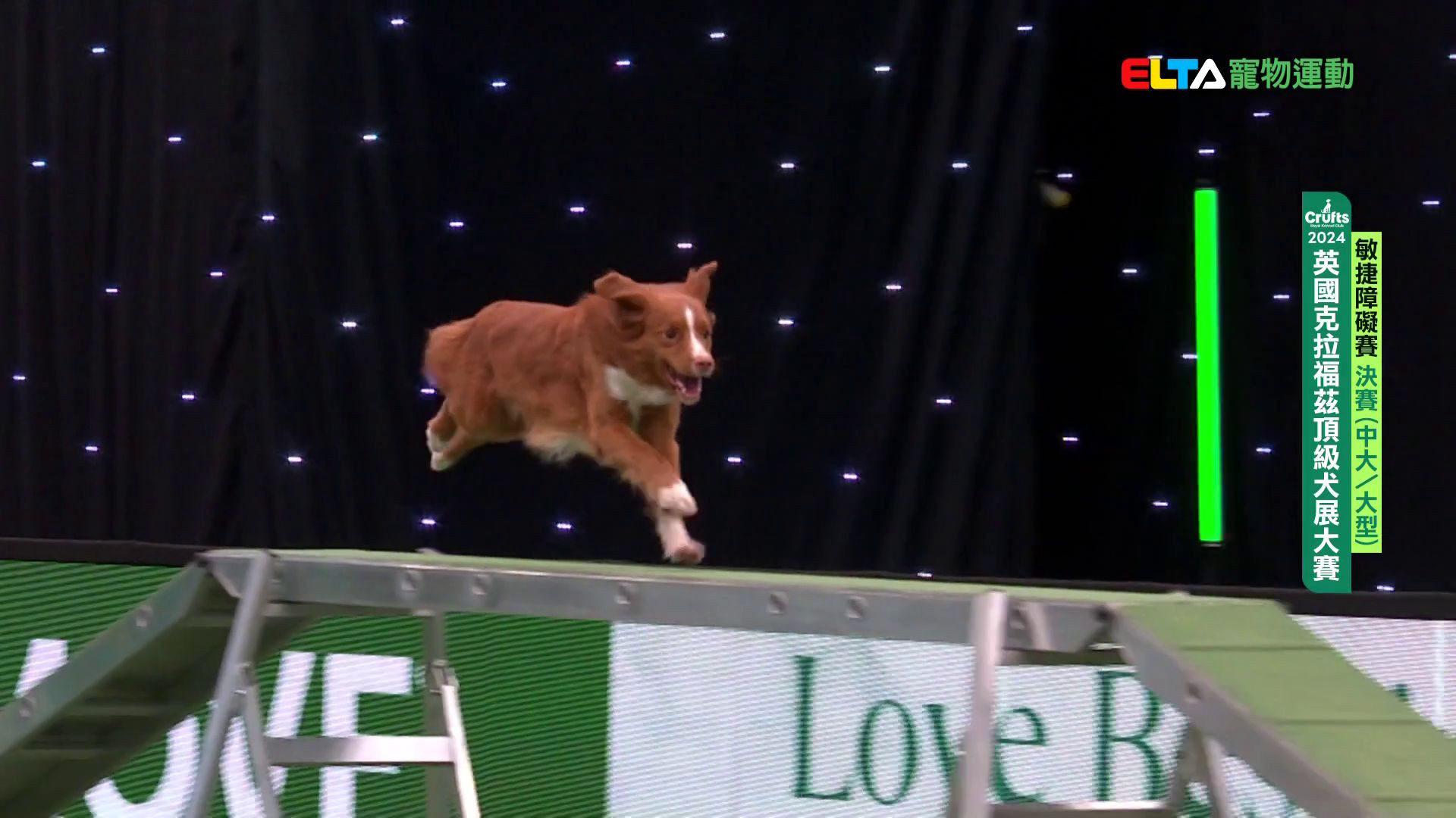 中大/大型犬組 決賽｜2024 Crufts 敏捷障礙賽