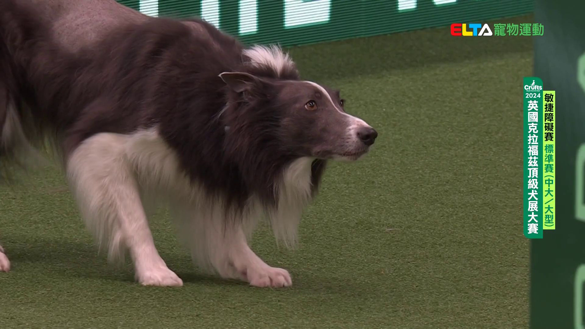 中大/大型犬組 標準賽｜2024 Crufts 敏捷障礙賽