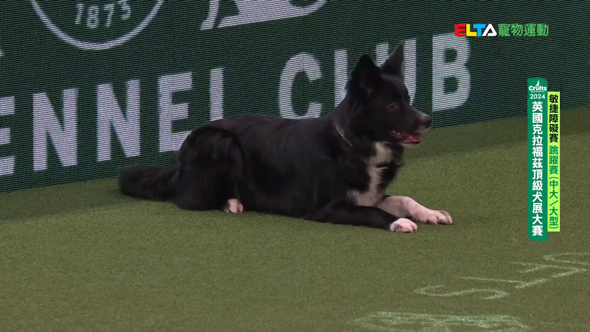 中大/大型犬組 跳躍賽｜2024 Crufts 敏捷障礙賽