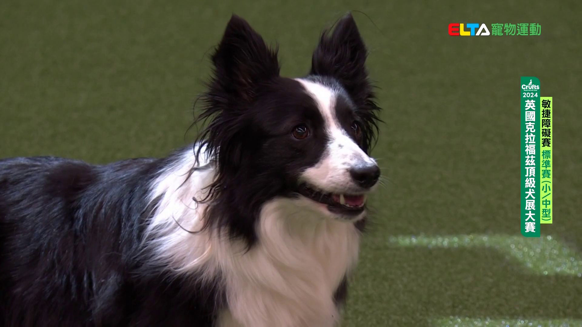 小/中型犬組 決賽｜2024 Crufts 敏捷障礙賽