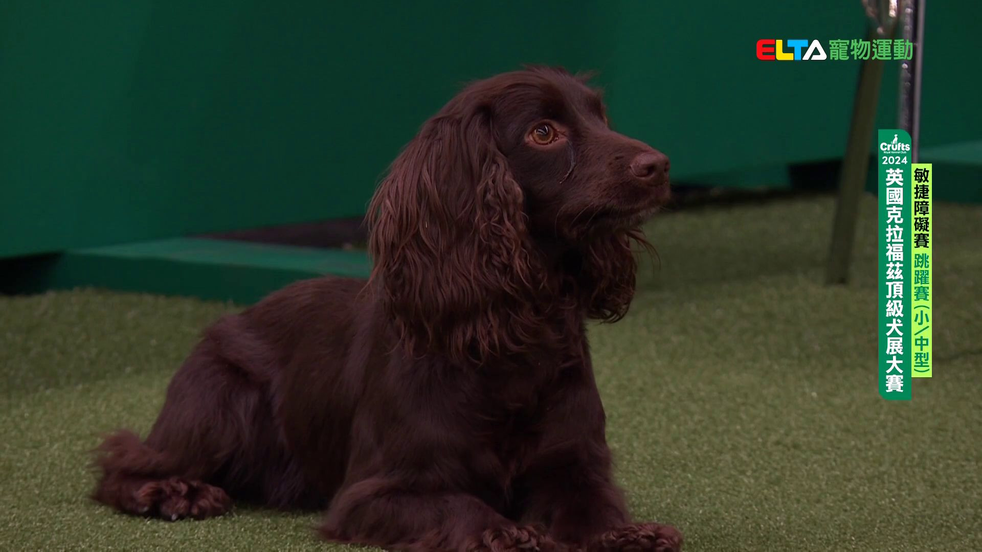 小/中型犬組 跳躍賽｜2024 Crufts 敏捷障礙賽