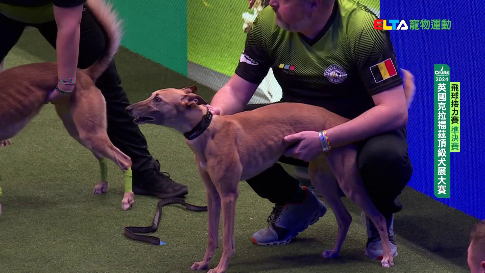 準決賽與決賽｜2024 Crufts 飛球接力賽