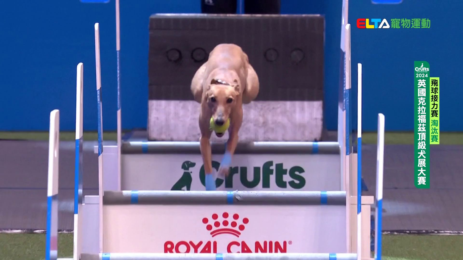 飛球淘汰賽_2｜2024 Crufts 飛球接力賽