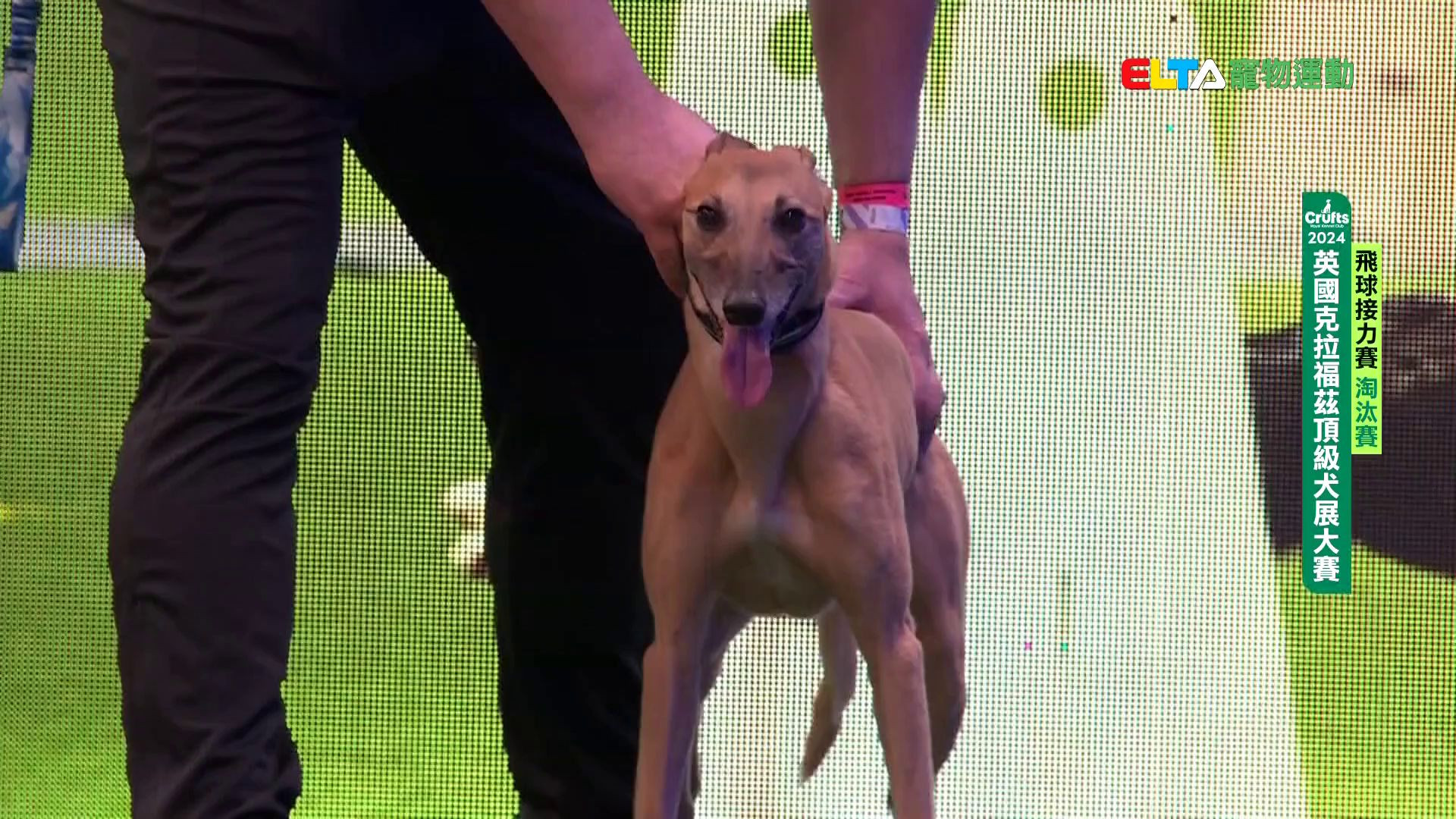 飛球淘汰賽_1｜2024 Crufts 飛球接力賽