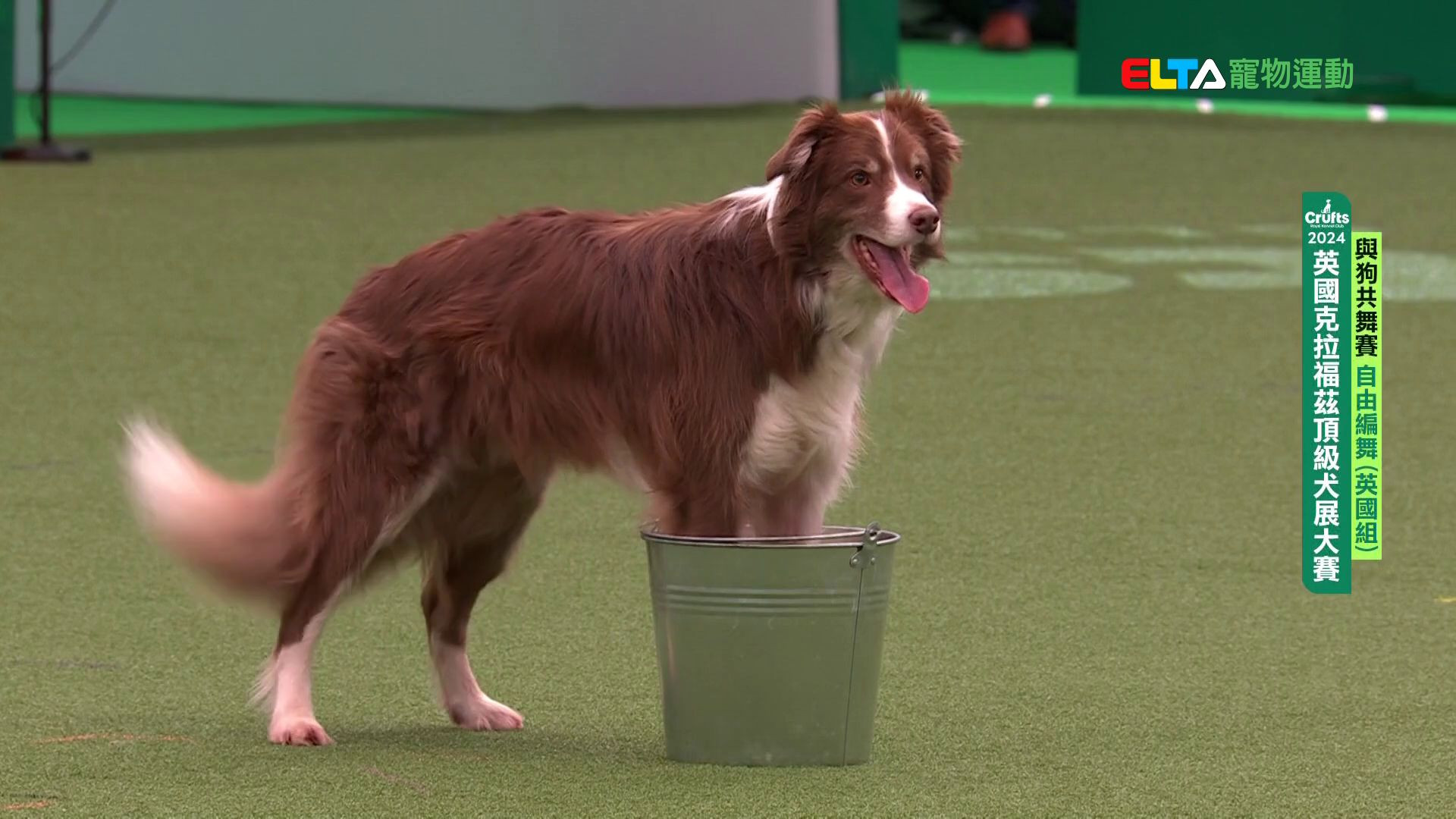 自由編舞 英國組｜2024 Crufts 與狗共舞賽