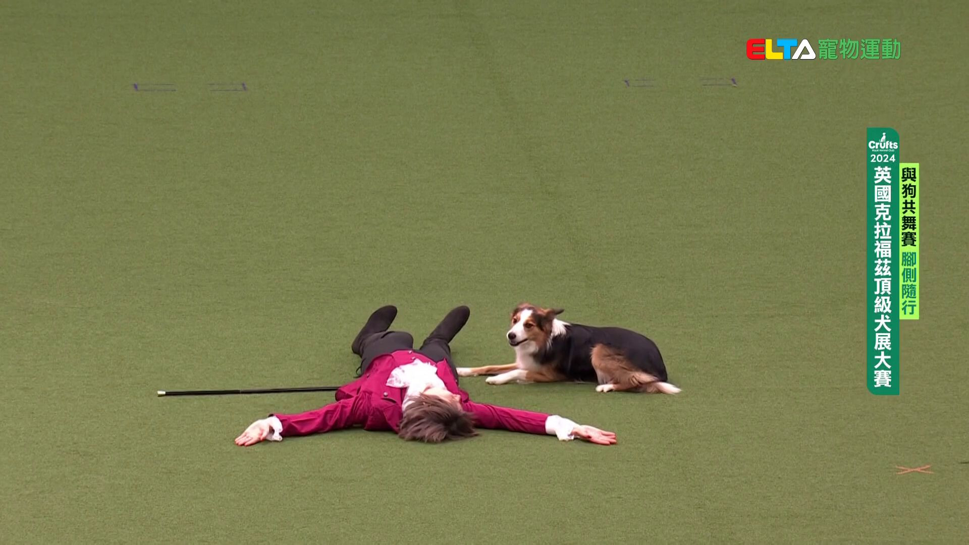 腳側隨行｜2024 Crufts 與狗共舞賽
