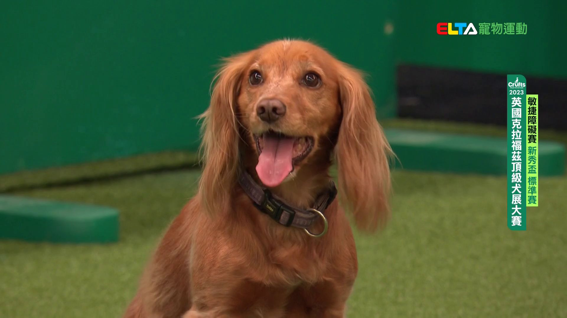 新秀盃 標準賽｜2023 Crufts 敏捷障礙賽