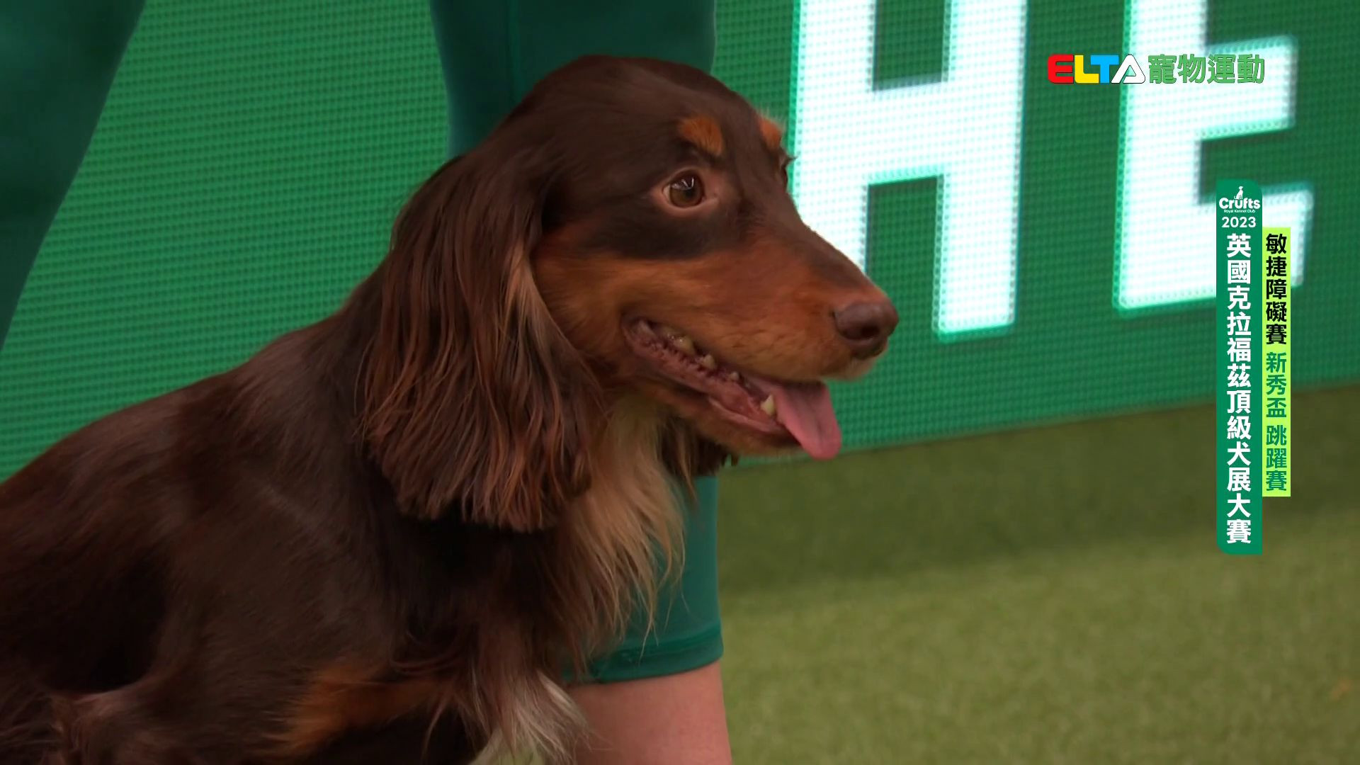 新秀盃 跳躍賽｜2023 Crufts 敏捷障礙賽