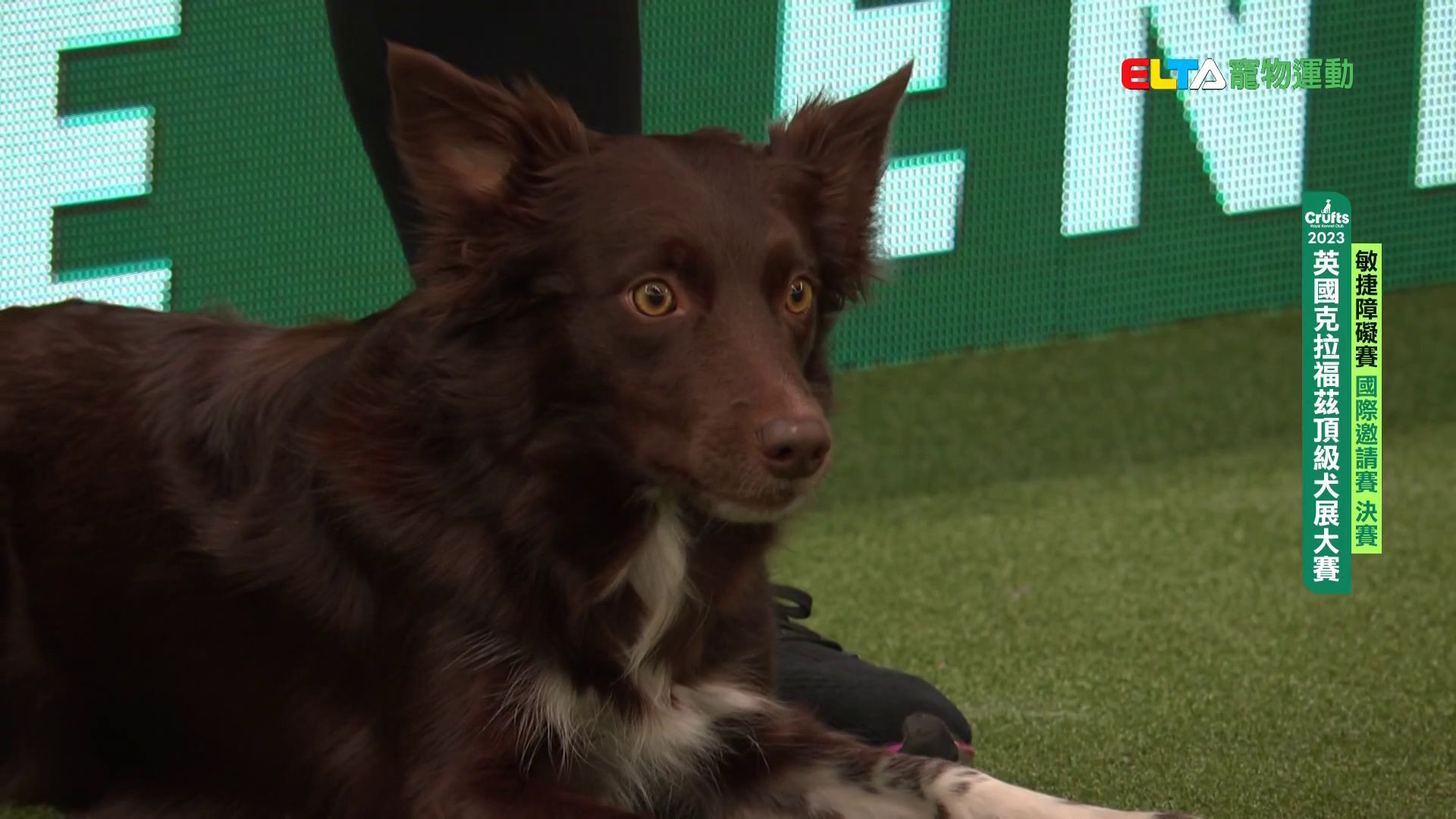 國際邀請賽 決賽｜2023 Crufts 敏捷障礙賽