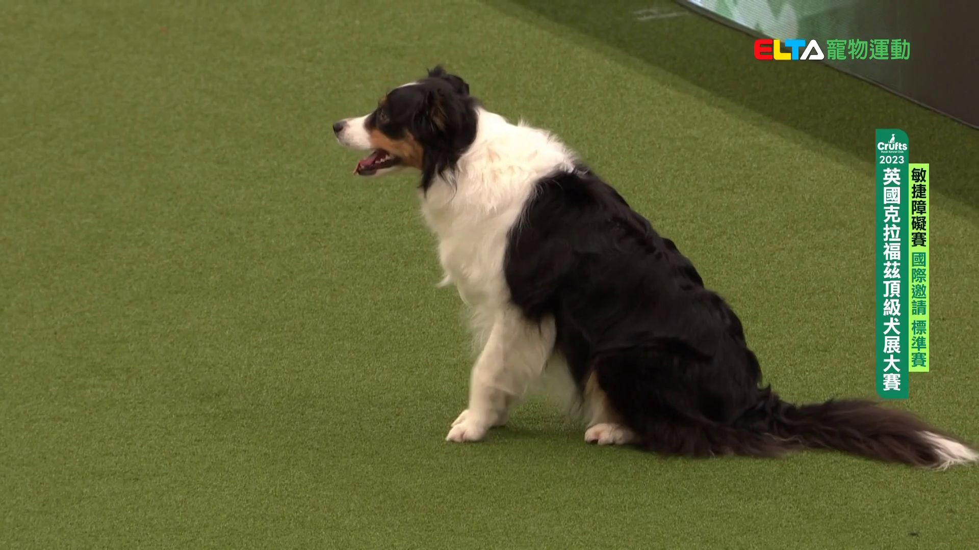 國際邀請 標準賽｜2023 Crufts 敏捷障礙賽