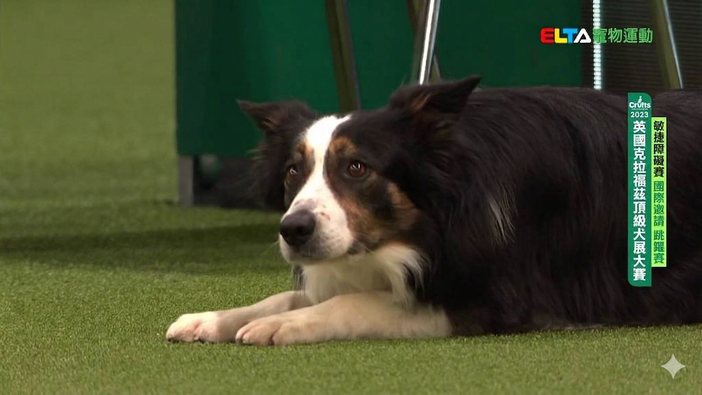 國際邀請 跳躍賽｜2023 Crufts 敏捷障礙賽