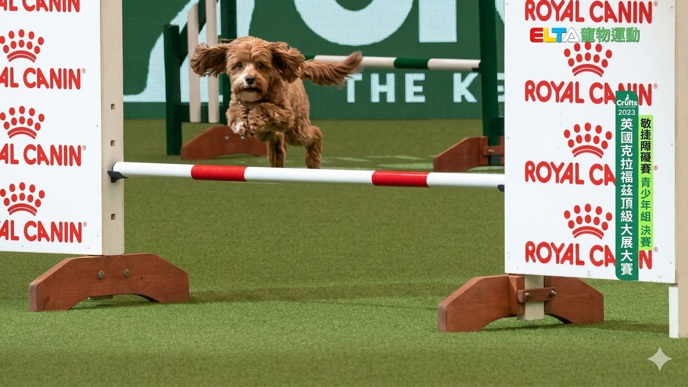 青少年組 決賽｜2023 Crufts 敏捷障礙賽