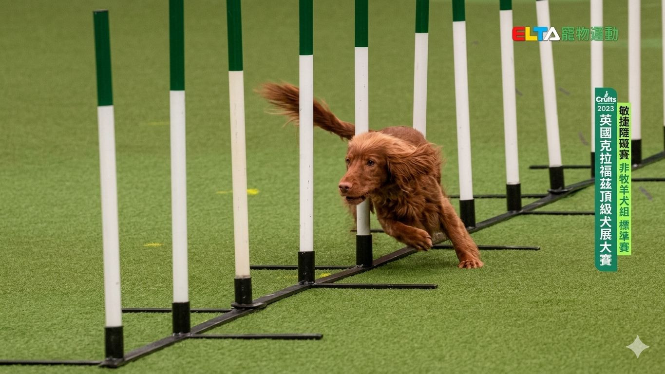 非牧羊犬組 標準賽｜2023 Crufts 敏捷障礙賽