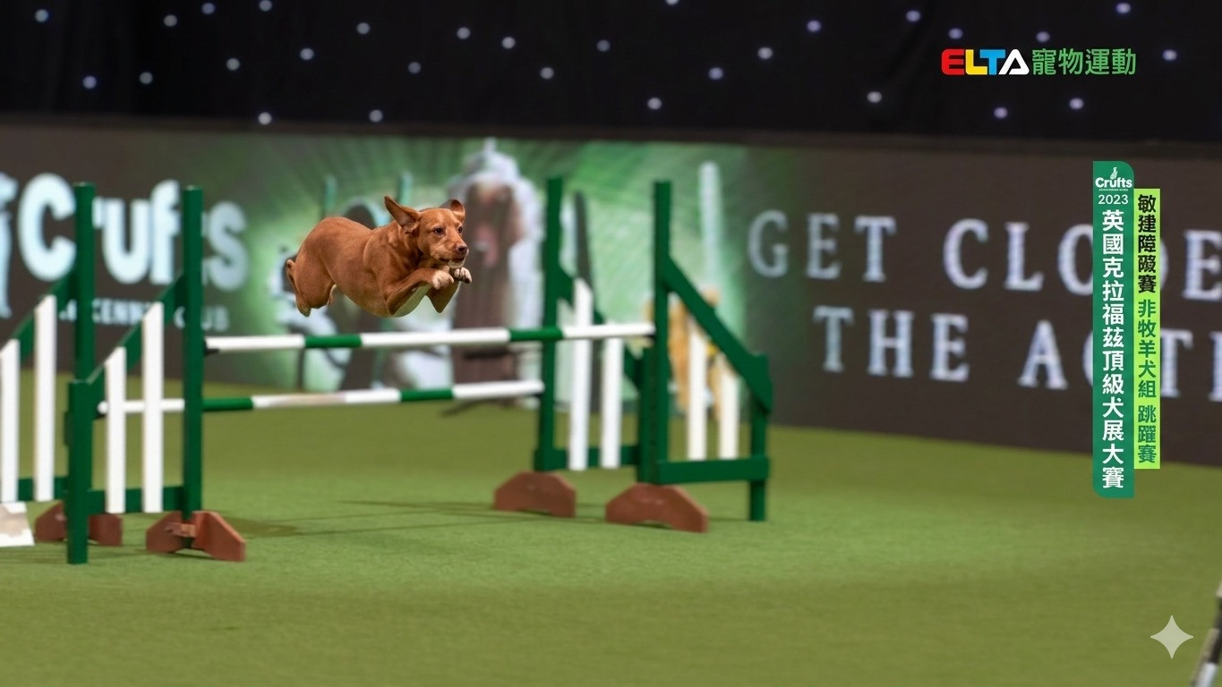 非牧羊犬組 跳躍賽｜2023 Crufts 敏捷障礙賽