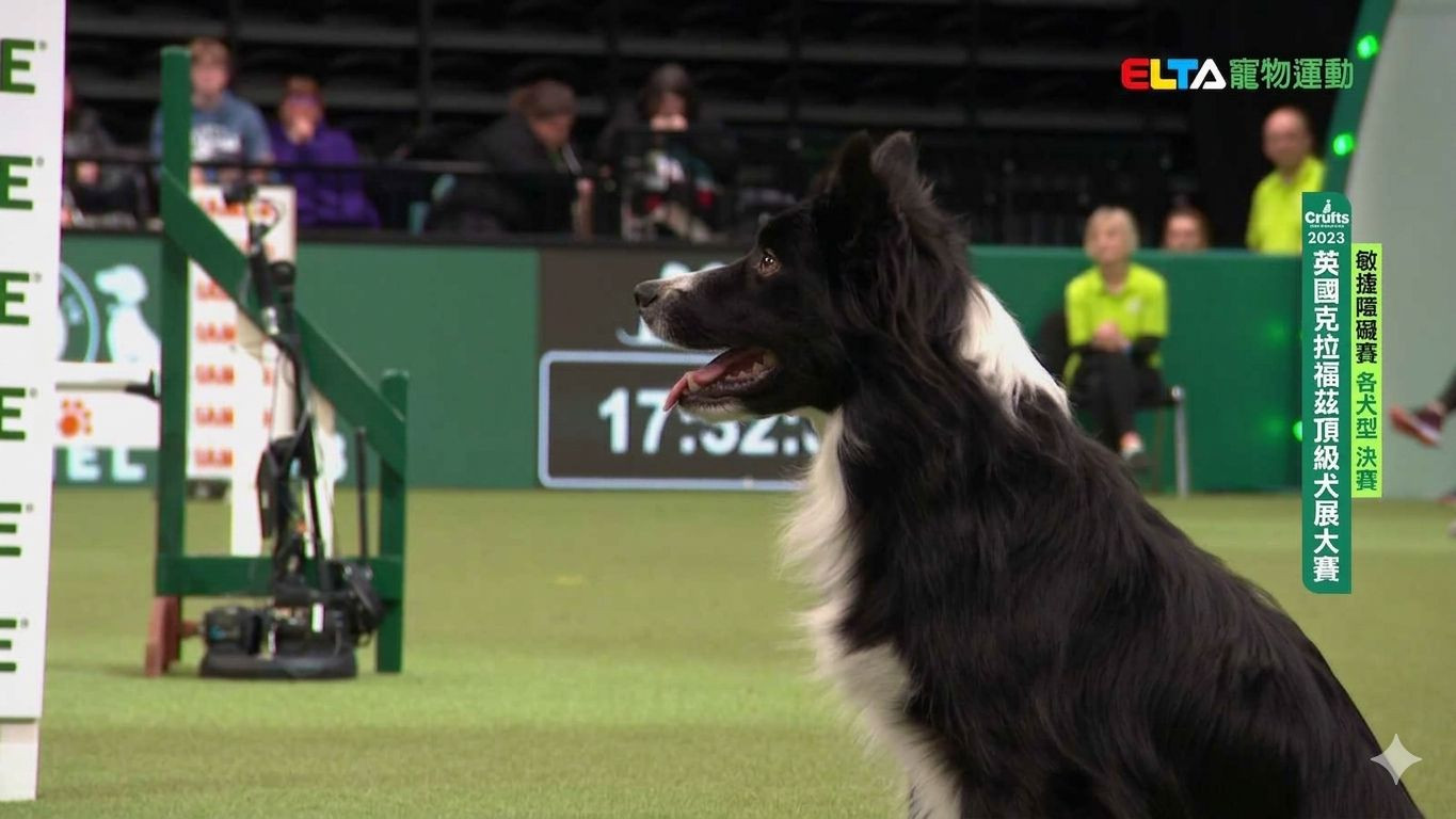 各犬型 決賽｜2023 Crufts 敏捷障礙賽