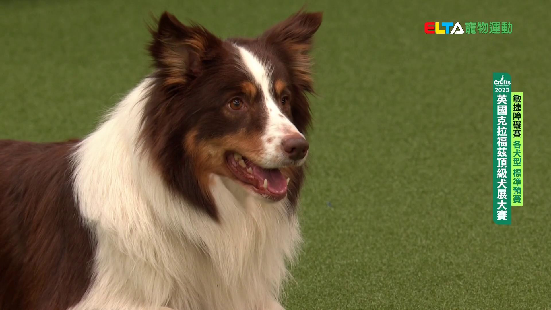 各犬型 標準預賽｜2023 Crufts 敏捷障礙賽