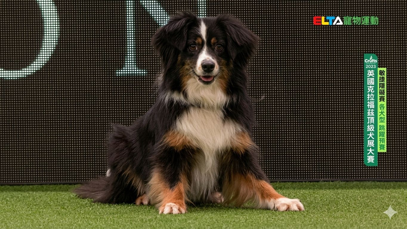 各犬型 跳躍預賽｜2023 Crufts 敏捷障礙賽