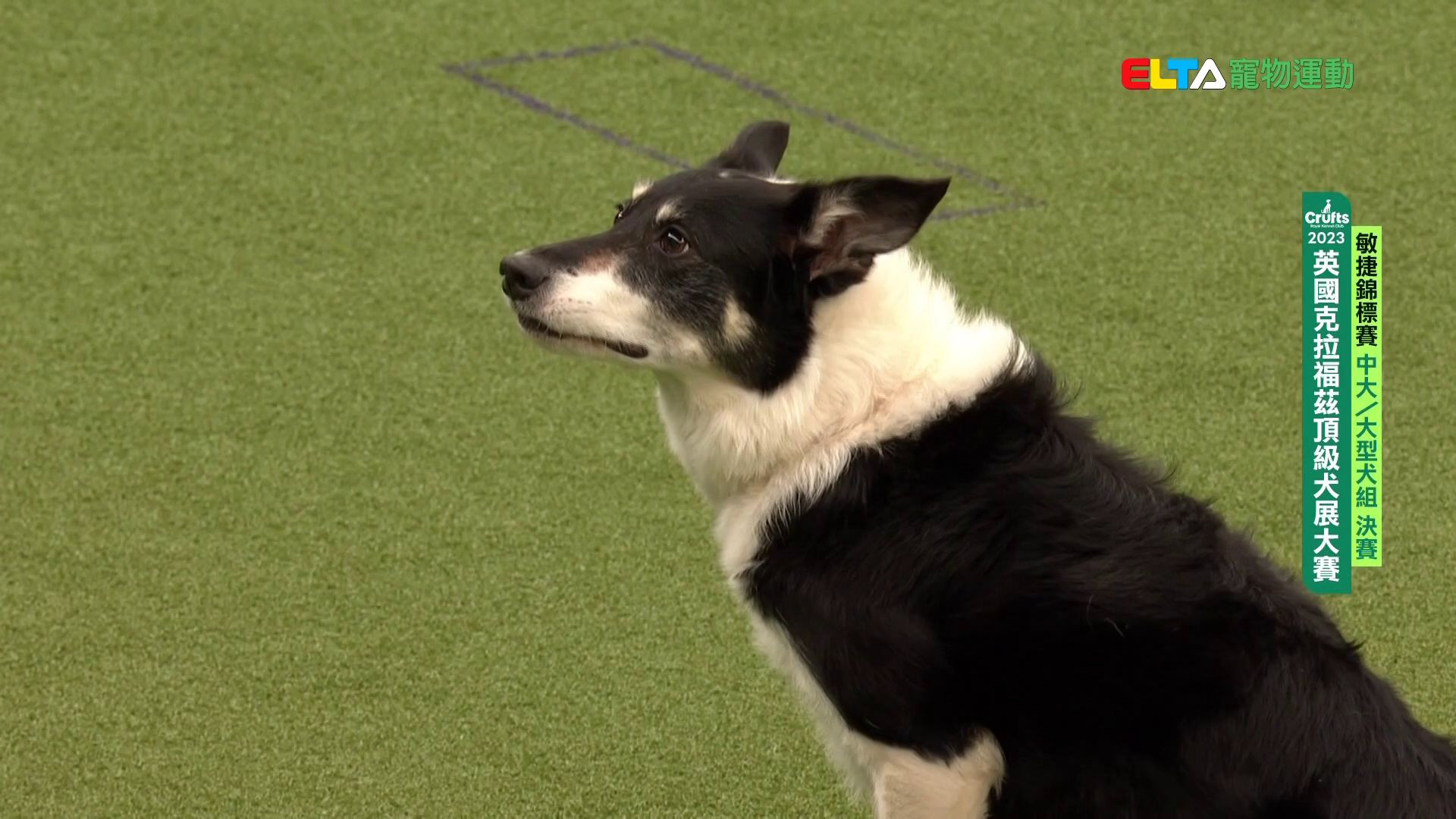 中大/大型犬組 決賽｜2023 Crufts 敏捷錦標賽