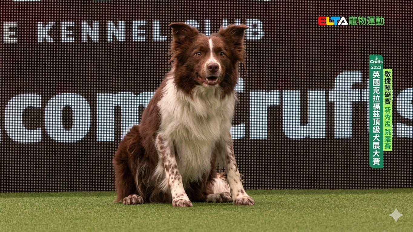 中大/大型犬組 標準賽｜2023 Crufts 敏捷錦標賽