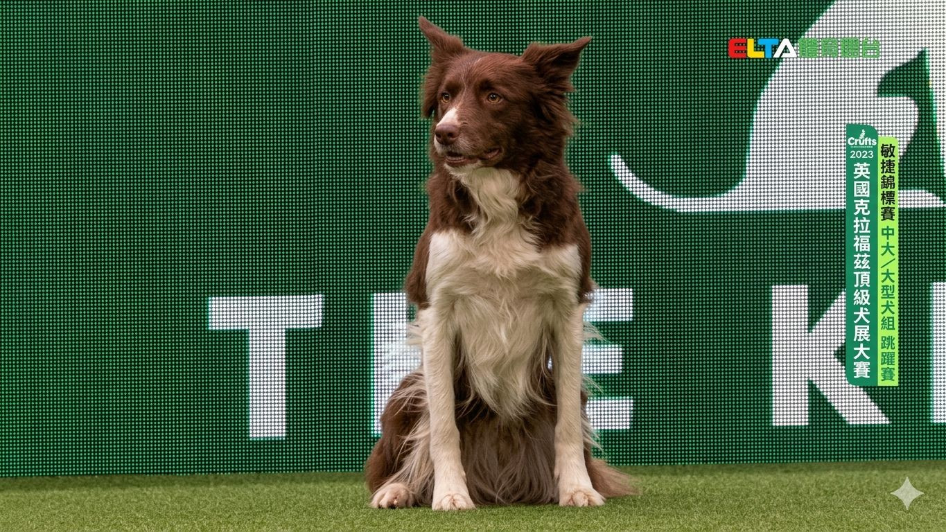 中大/大型犬組 跳躍賽｜2023 Crufts 敏捷錦標賽