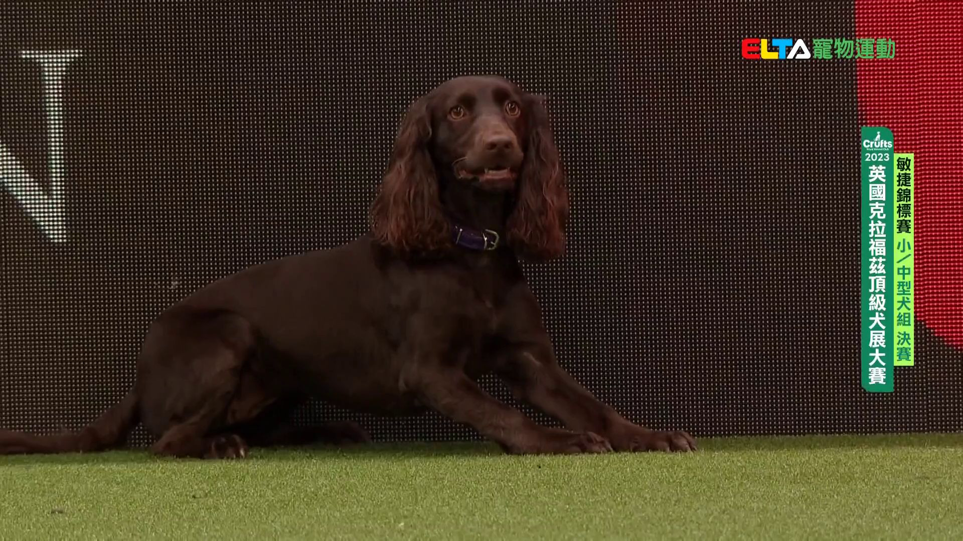 小/中型犬組 決賽｜2023 Crufts 敏捷錦標賽