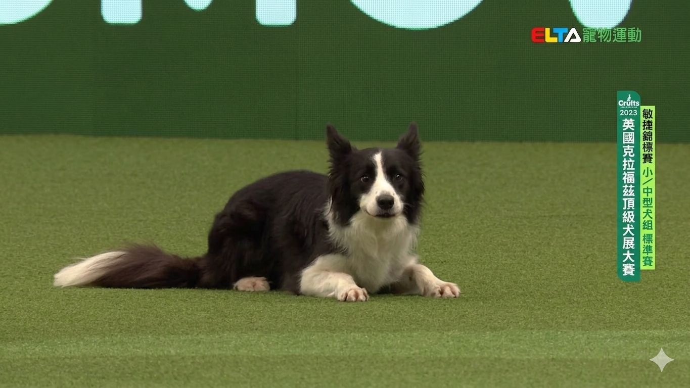 小/中型犬組 標準賽｜2023 Crufts 敏捷錦標賽