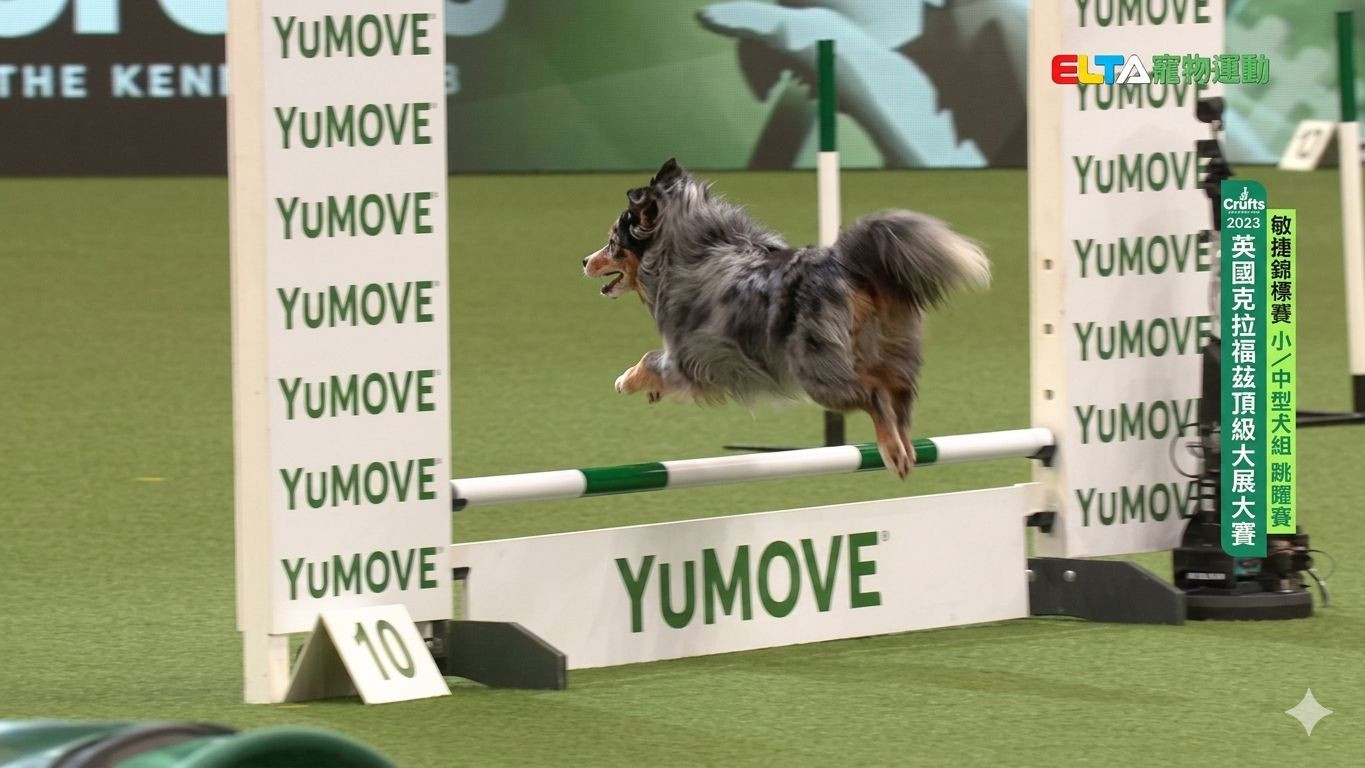 小/中型犬組 跳躍賽｜2023 Crufts 敏捷錦標賽