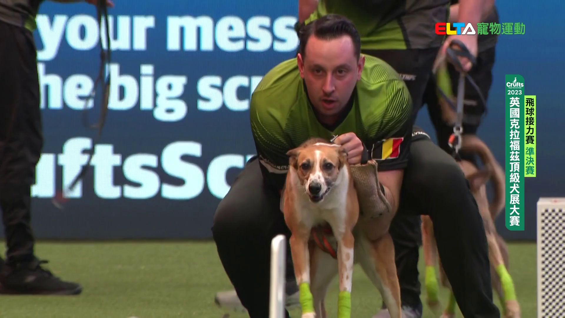 準決賽與決賽｜2023 Crufts 飛球接力賽